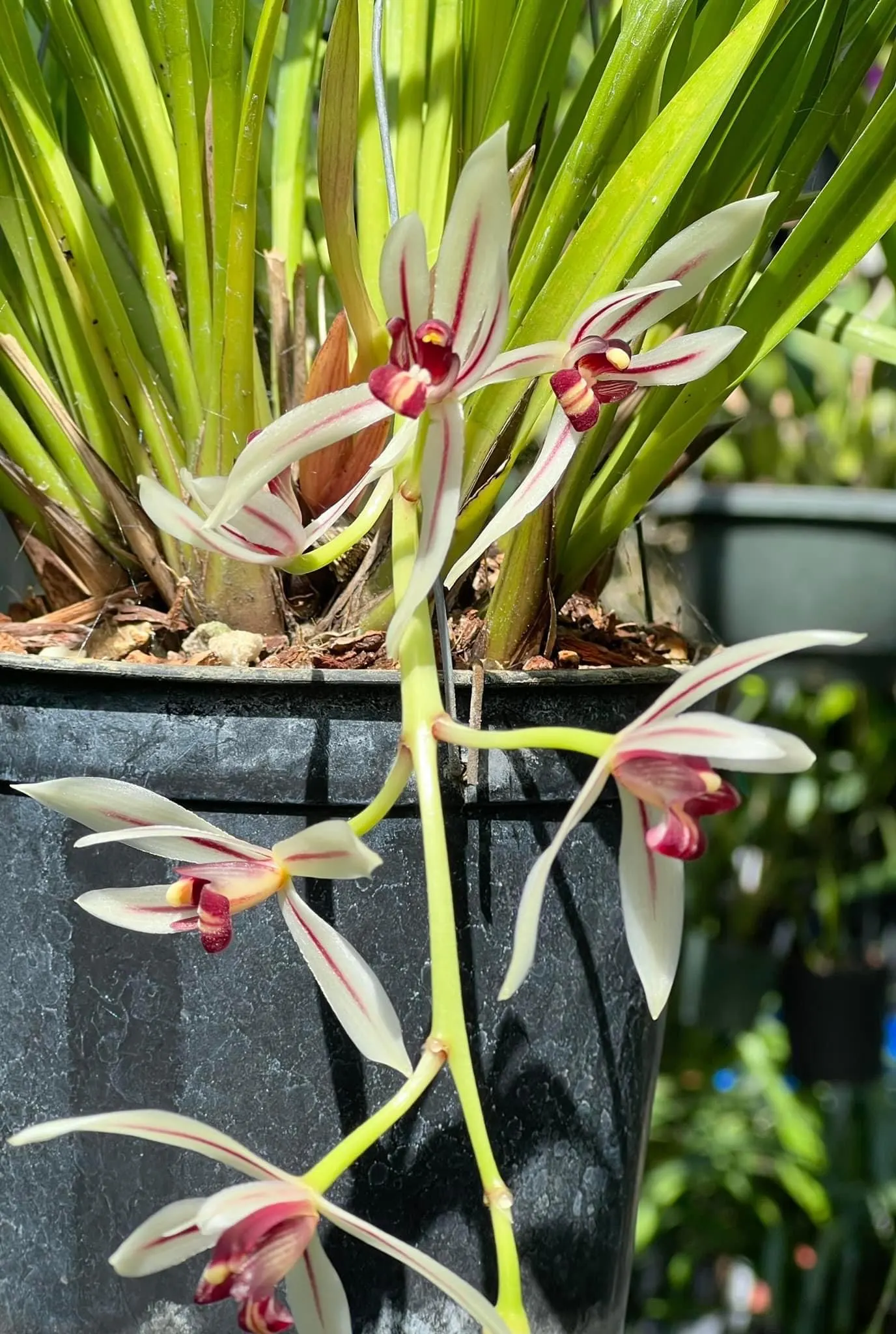 Cymbidium dyanum - Image 4