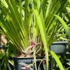 Cymbidium dyanum - Image 7