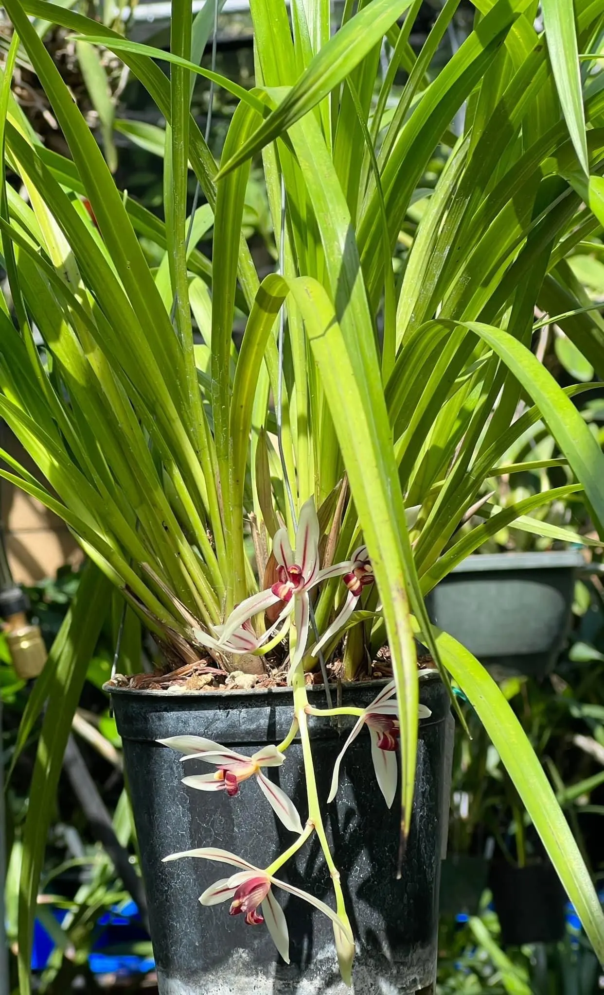 Cymbidium dyanum - Image 7