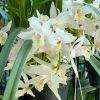 Cymbidium White Rabbit ’Modoc’. Very Fragrant. - Image 4