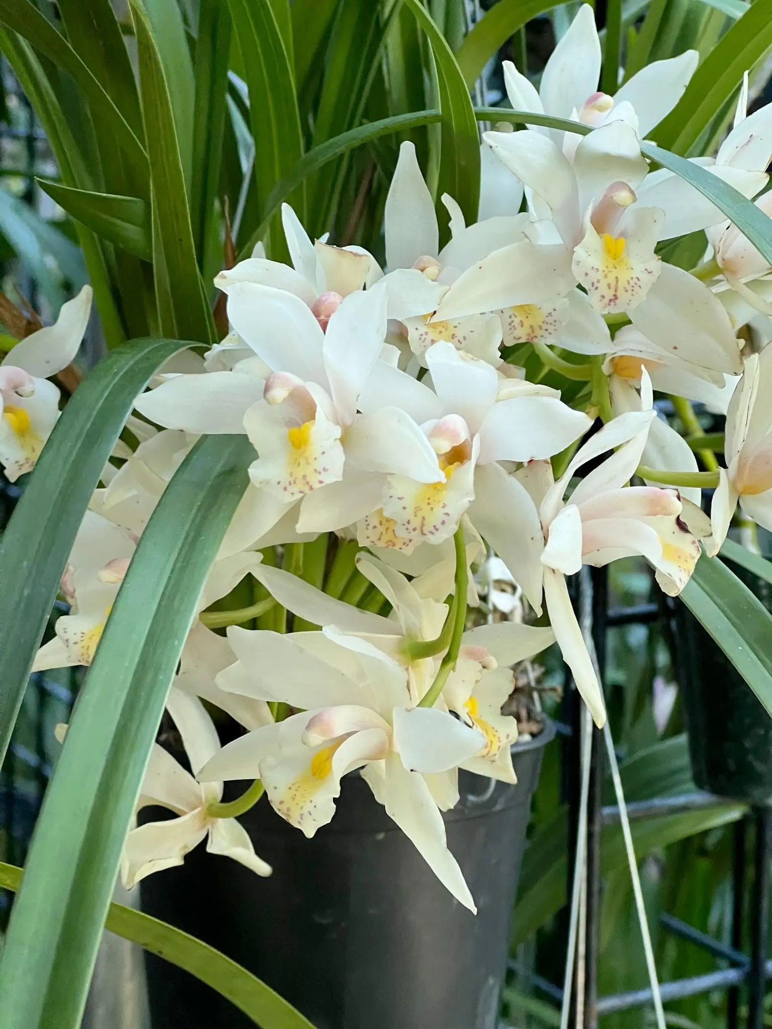 Cymbidium White Rabbit ’Modoc’. Very Fragrant. - Image 4