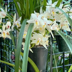 Alternative view of Cymbidium White Rabbit ’Modoc’. Very Fragrant.