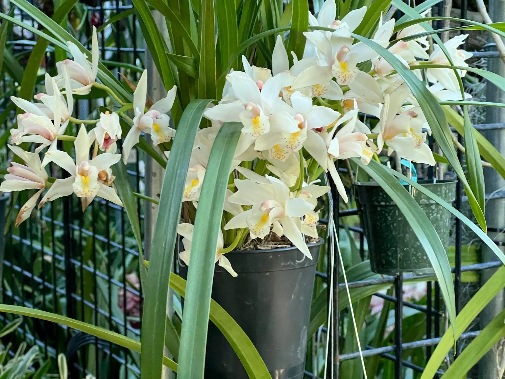 Alternative view of Cymbidium White Rabbit ’Modoc’. Very Fragrant.