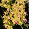 Cymbidium Saigon Sunrise - Image 5