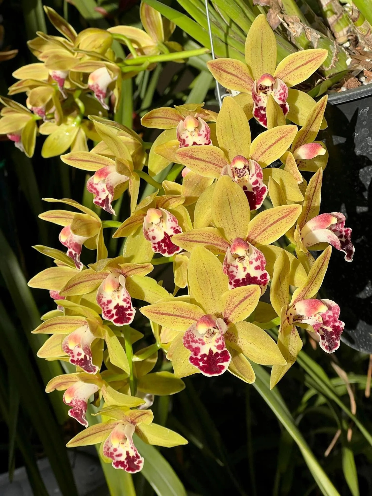 Cymbidium Saigon Sunrise - Image 5