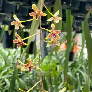 Alternative view of Cymbidium Little Black Samboo 'Cinnabar'
