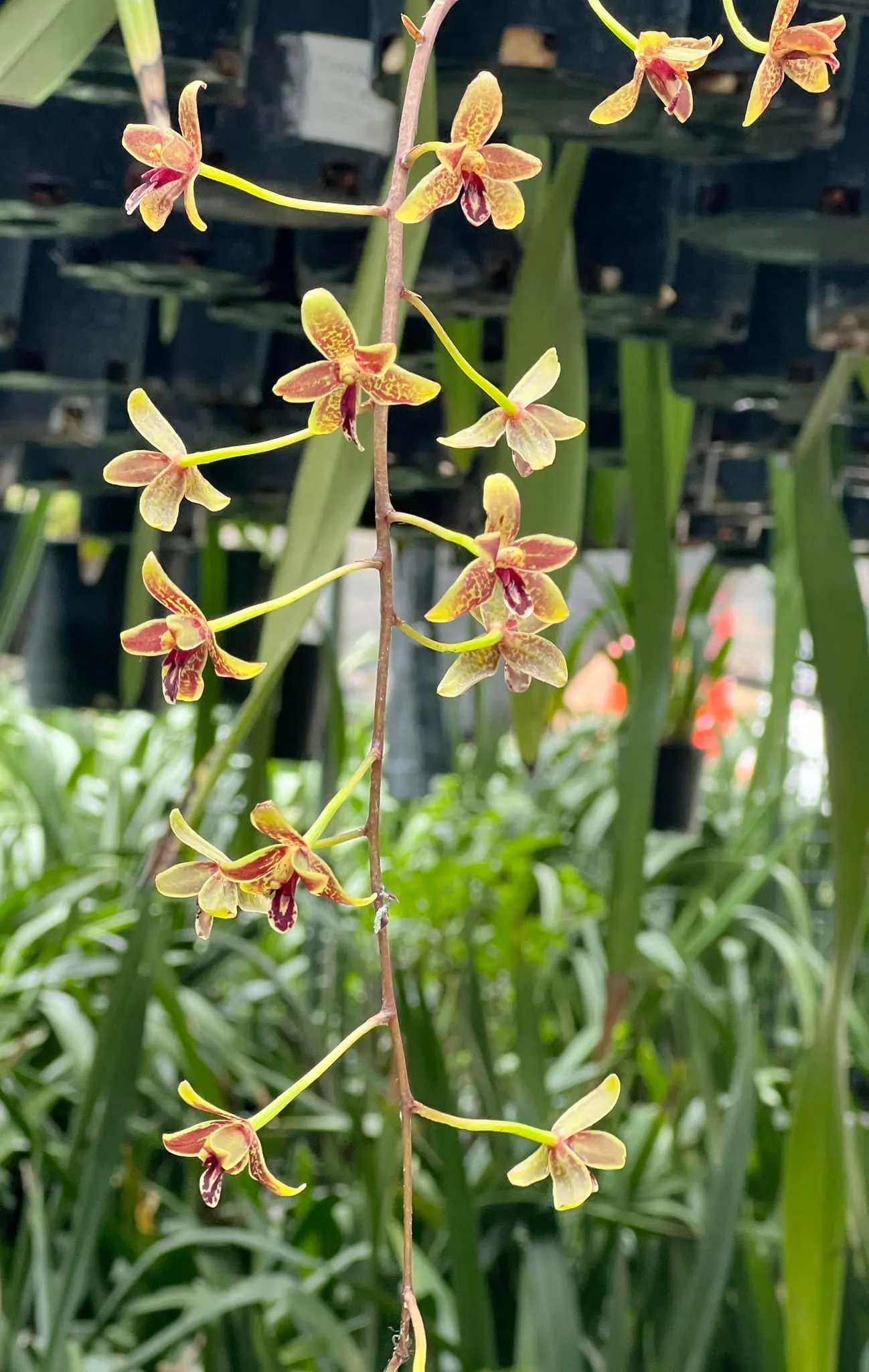 Cymbidium Little Black Samboo 'Cinnabar' - Image 2