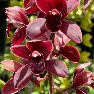 Cymbidium Cali Night 'Geyserland' HCC/AOS