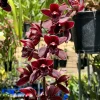Cymbidium Cali Night 'Geyserland' HCC/AOS - Image 3