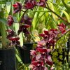 Cymbidium Cali Night 'Geyserland' HCC/AOS - Image 2