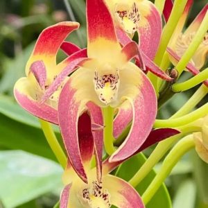 Dendrobium Red Blood