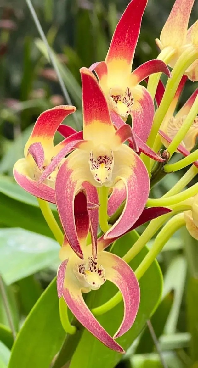 Dendrobium Red Blood