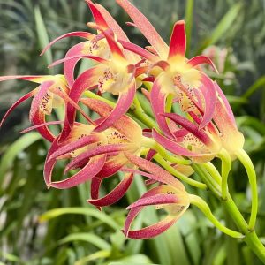 Alternative view of Dendrobium Red Blood