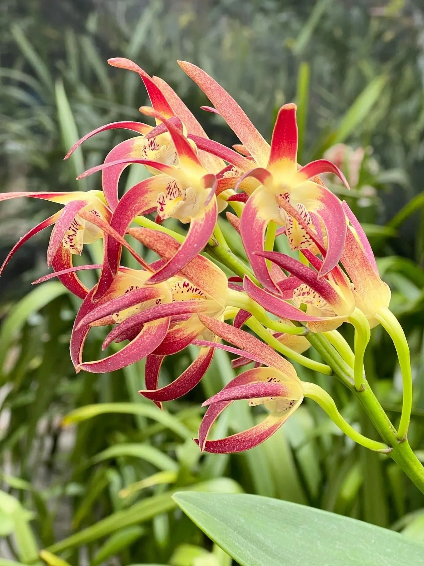 Alternative view of Dendrobium Red Blood