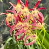 Dendrobium Red Blood - Image 3