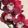 Cymbidium Khan Fury ‘Black Plum’ - Image 4