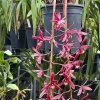 Cymbidium #2551 - Image 3