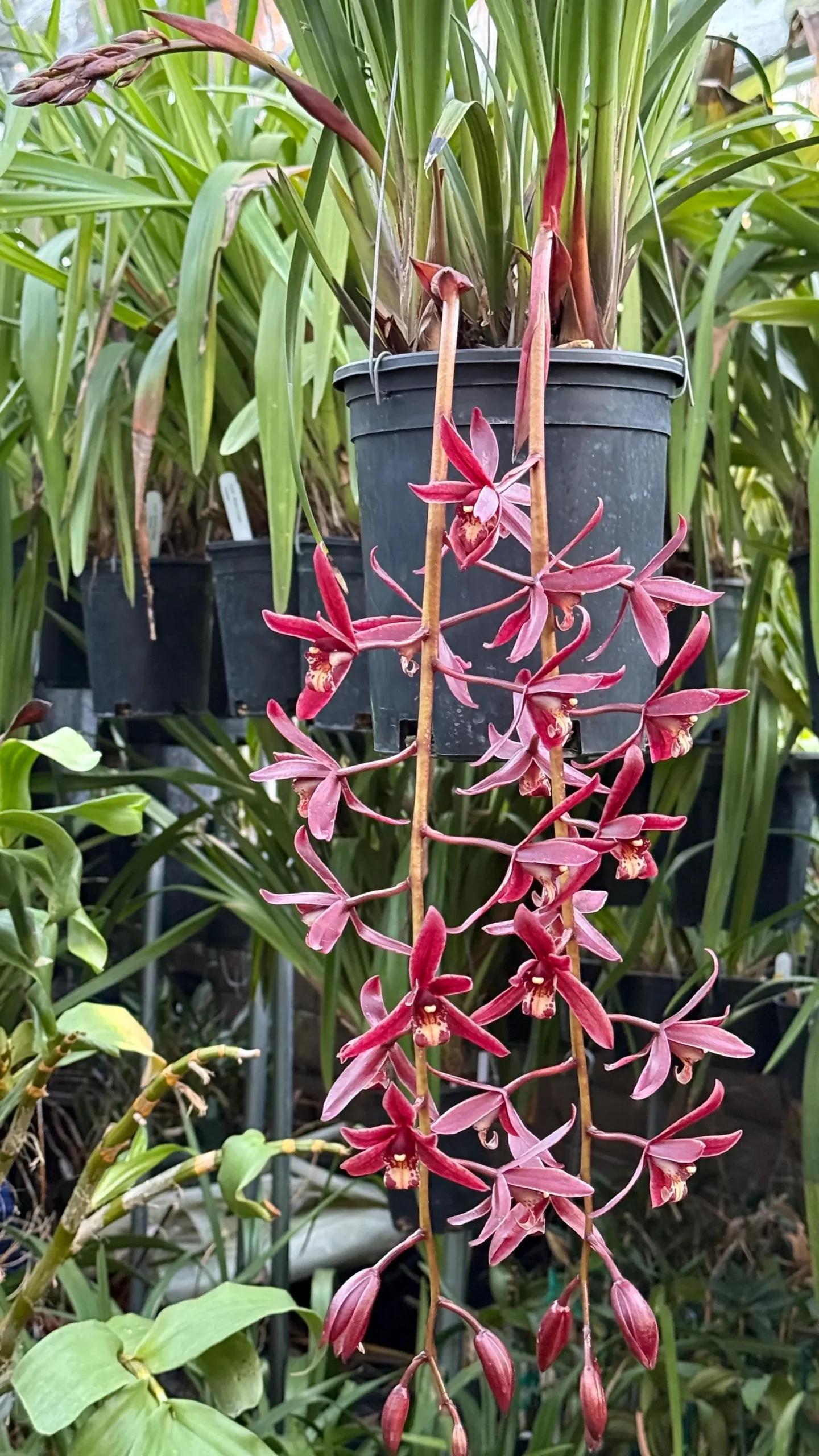 Cymbidium #2551 - Image 3
