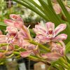 Cymbidium Mainstem ‘Hip Hip’ - Image 7