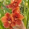 Cym. Memoria Craig Sibbit ‘Solid Orange’