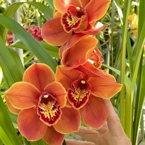 Cym. Memoria Craig Sibbit ‘Solid Orange’