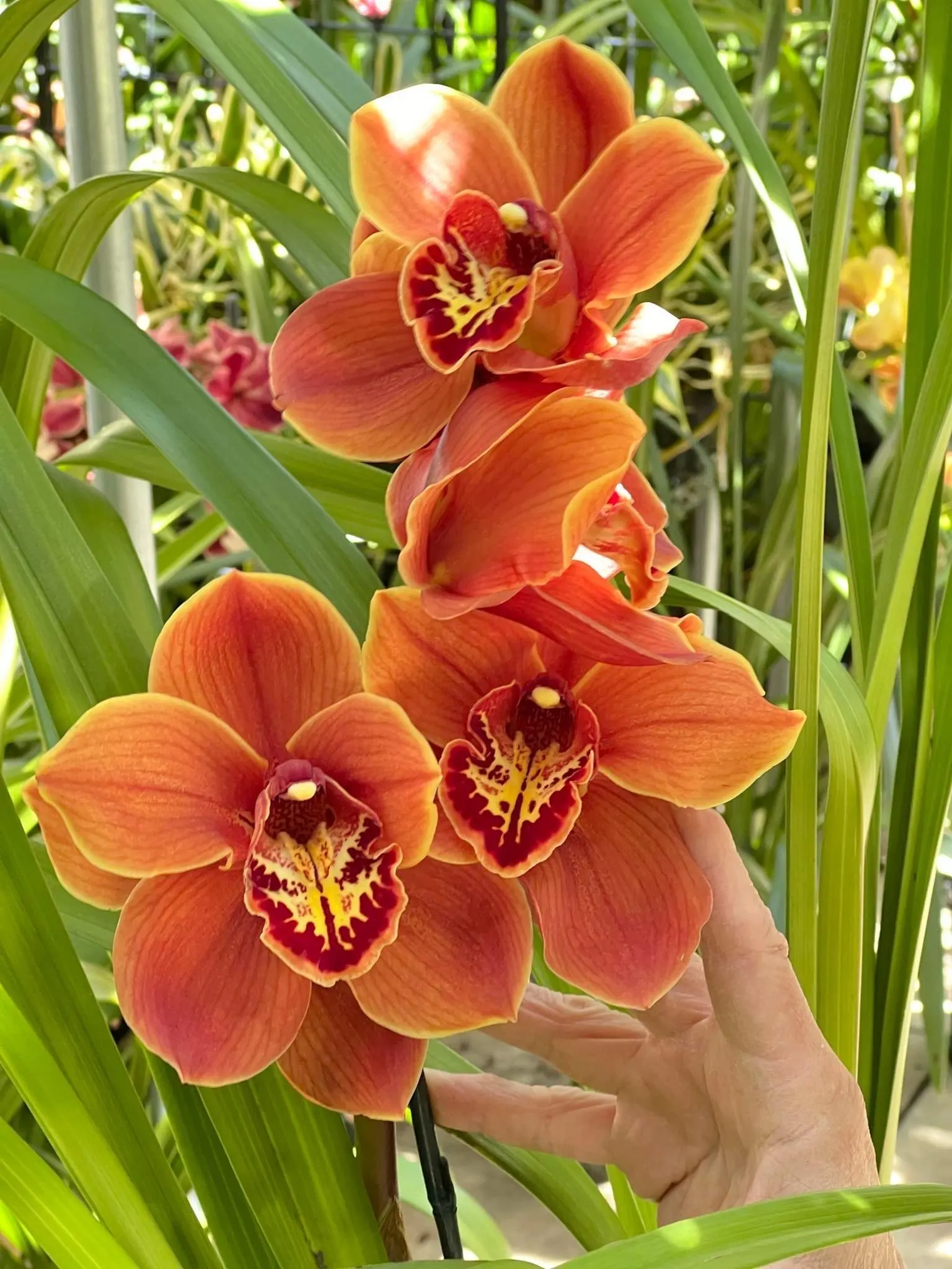 Cym. Memoria Craig Sibbit ‘Solid Orange’