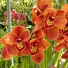 Cym. Memoria Craig Sibbit ‘Solid Orange’ - Image 6