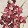 Cymbidium Khan Fury ’Dark and Pointy’ - Image 9