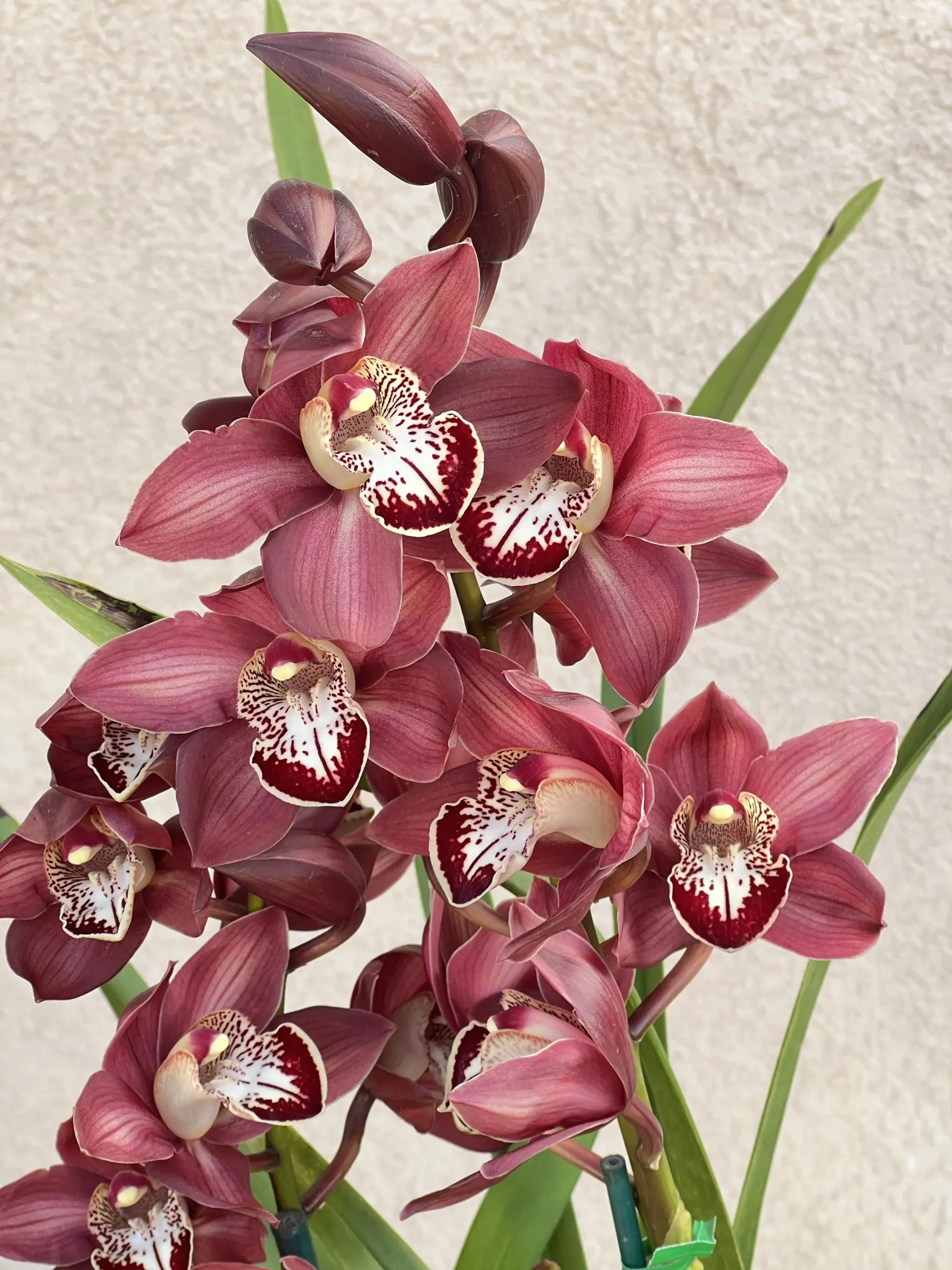 Cymbidium Khan Fury ’Dark and Pointy’ - Image 9