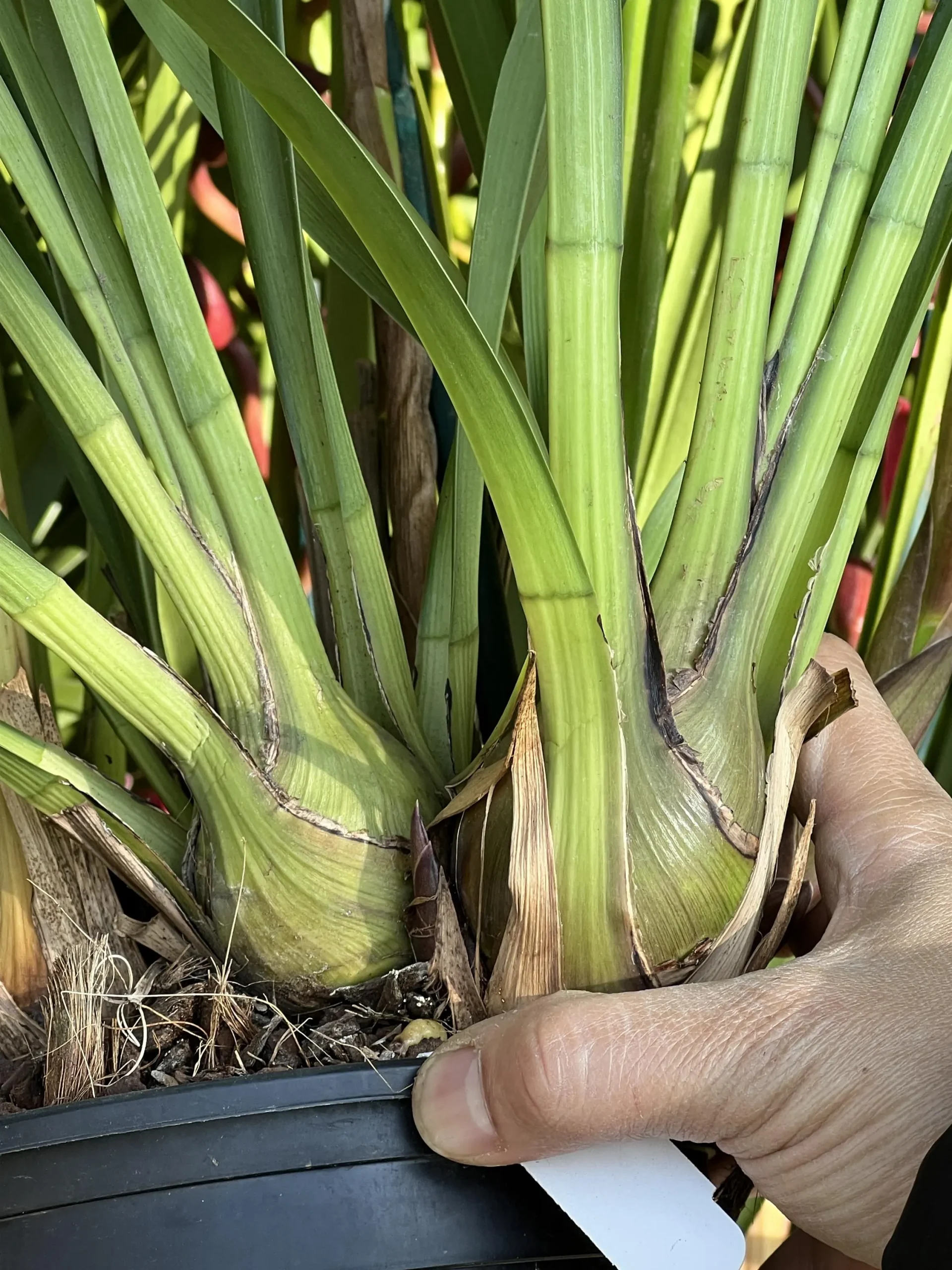 Cymbidium Khan Fury ’Dark and Pointy’ - Image 11
