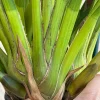 Cymbidium Barrita Toffee ‘Copper Red’ - Image 8