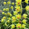 Cymbidium Lillian Fujimoto ‘Irish Lass’ S/CSA, AM/AOS - Image 3