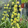Cymbidium Lillian Fujimoto ‘Irish Lass’ S/CSA, AM/AOS - Image 2
