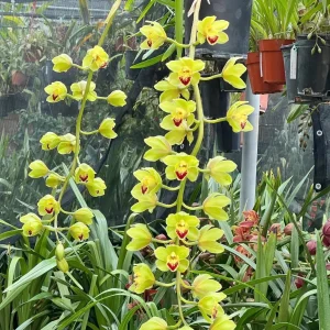 Alternative view of Cymbidium Lillian Fujimoto ‘Irish Lass’ S/CSA, AM/AOS