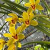 Cymbidium Bob Norton ‘Tangerine’ - Image 8