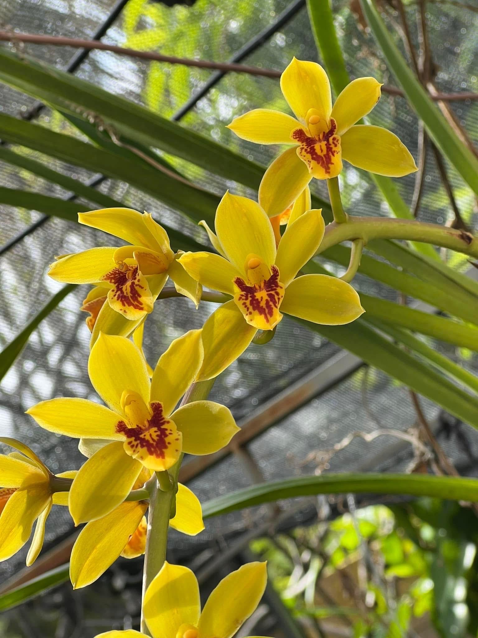 Cymbidium Bob Norton ‘Tangerine’ - Image 8