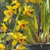 Cymbidium Bob Norton ‘Tangerine’ - Image 4