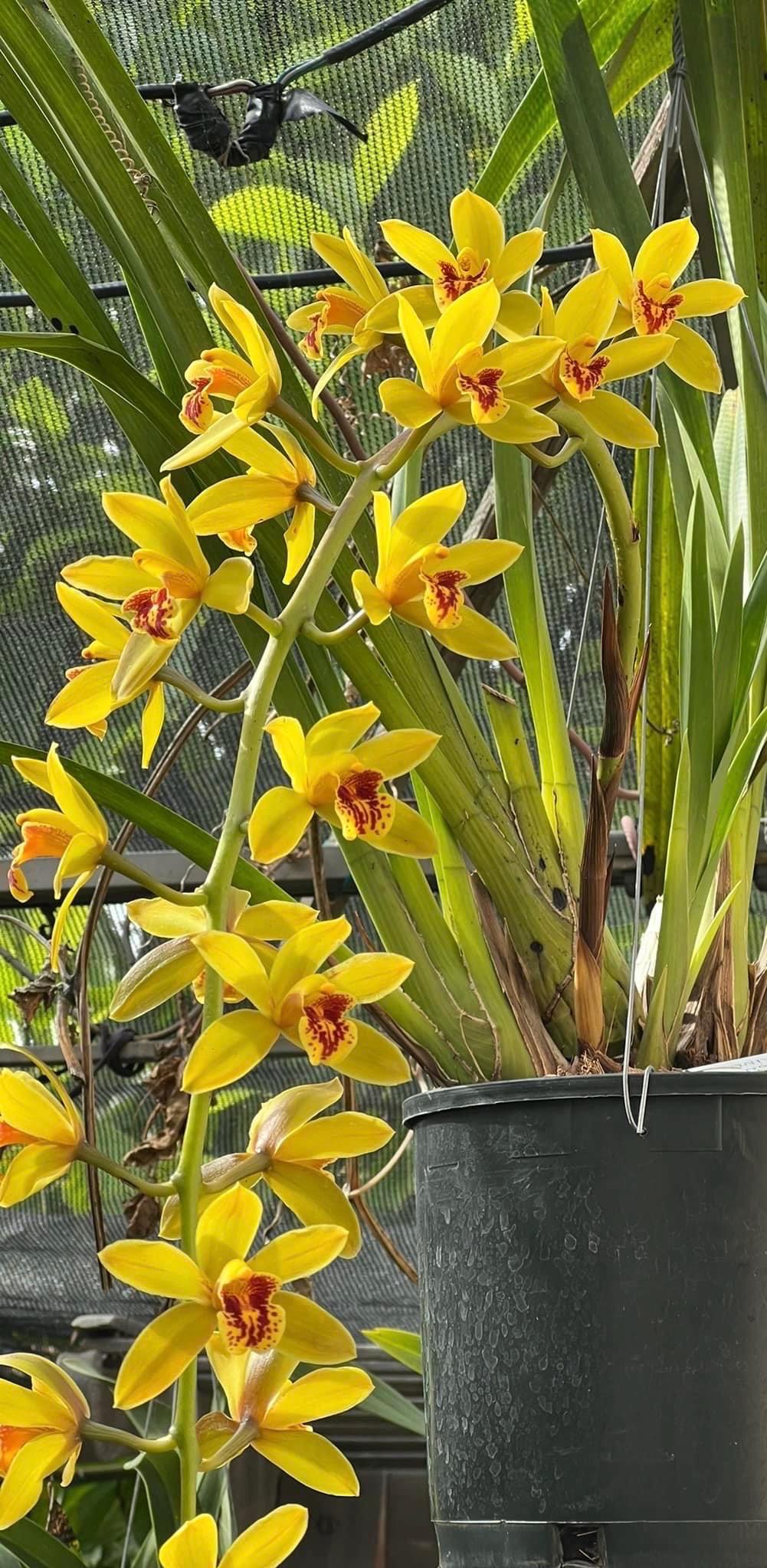 Cymbidium Bob Norton ‘Tangerine’ - Image 4