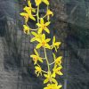 Cymbidium Bob Norton ‘Tangerine’ - Image 3