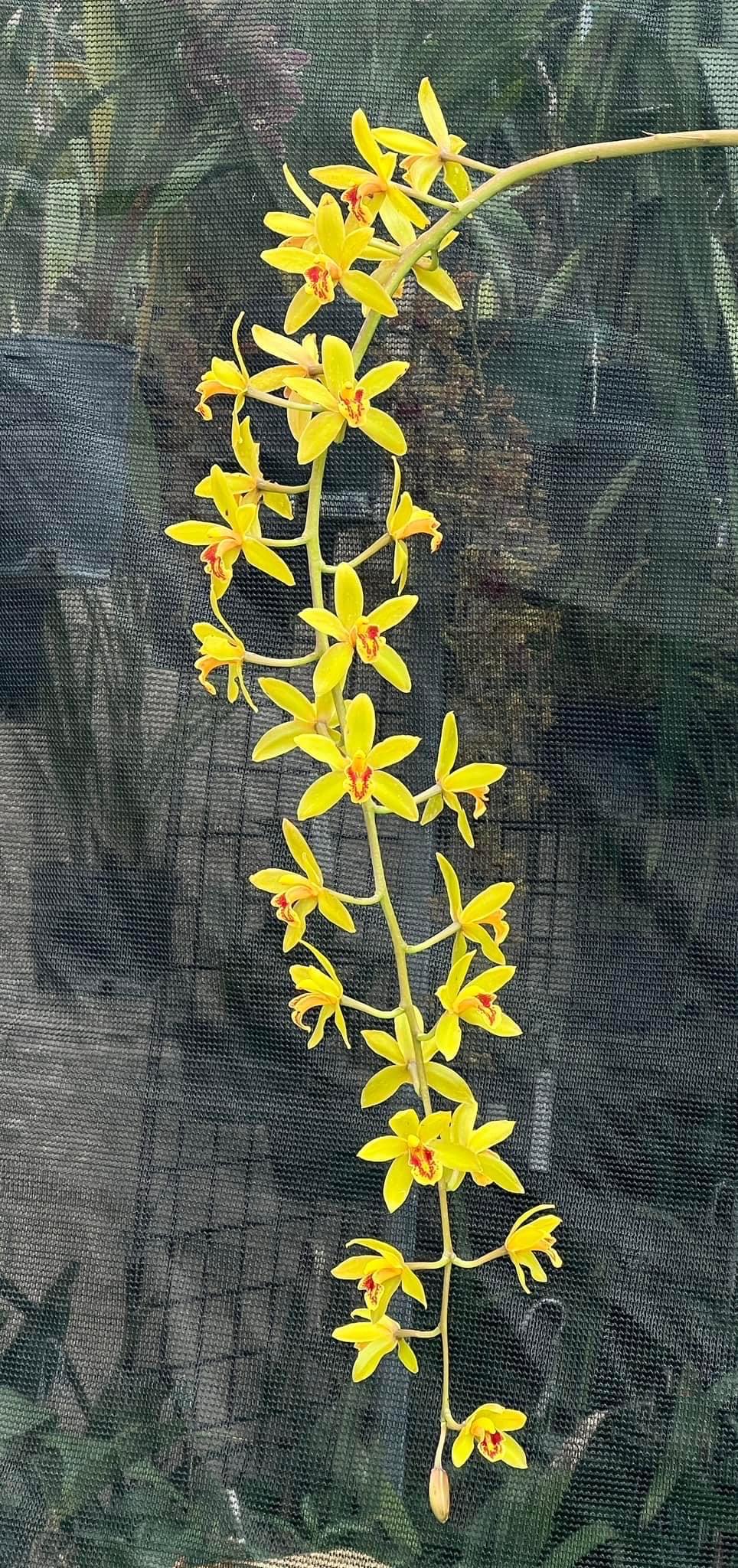 Cymbidium Bob Norton ‘Tangerine’ - Image 3