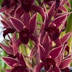 Cymbidium canaliculatum x Cymbidium Malpaso Creek