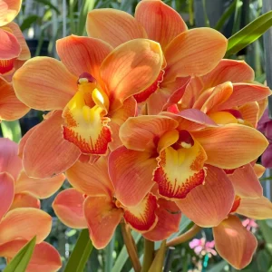 Cymbidium Barrita Thunder 'Golden Orange'