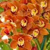 Cymbidium Volcanic Flash 'Tim Tam' - Image 2