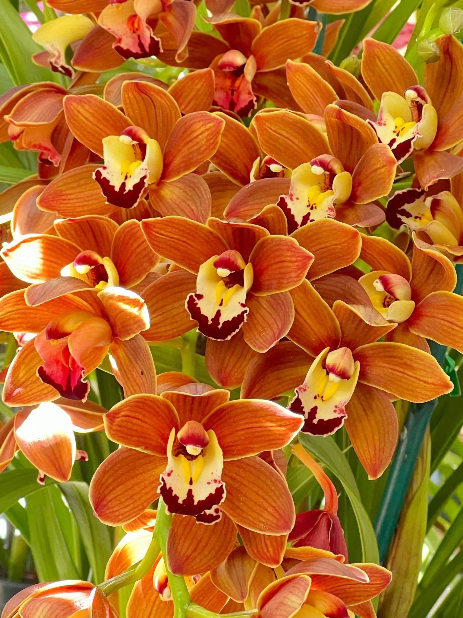 Cymbidium Volcanic Flash 'Tim Tam' - Image 2