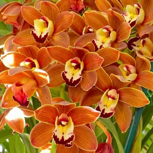 Cymbidium Volcanic Flash 'Tim Tam'