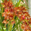 Cymbidium Volcanic Flash 'Tim Tam' - Image 4