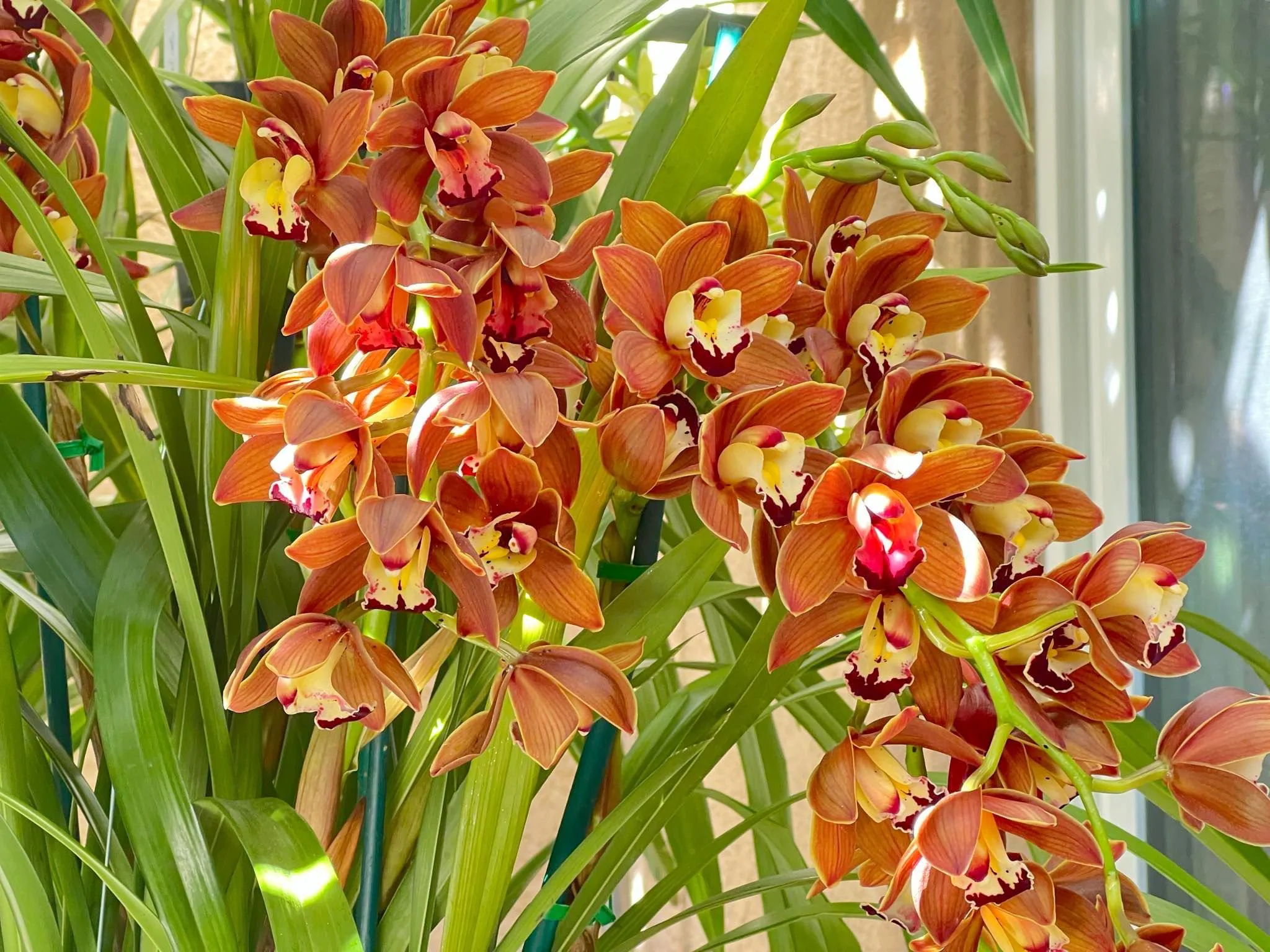 Cymbidium Volcanic Flash 'Tim Tam' - Image 4