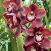 Cymbidium Khan Wall 'Brown'. - Image 3