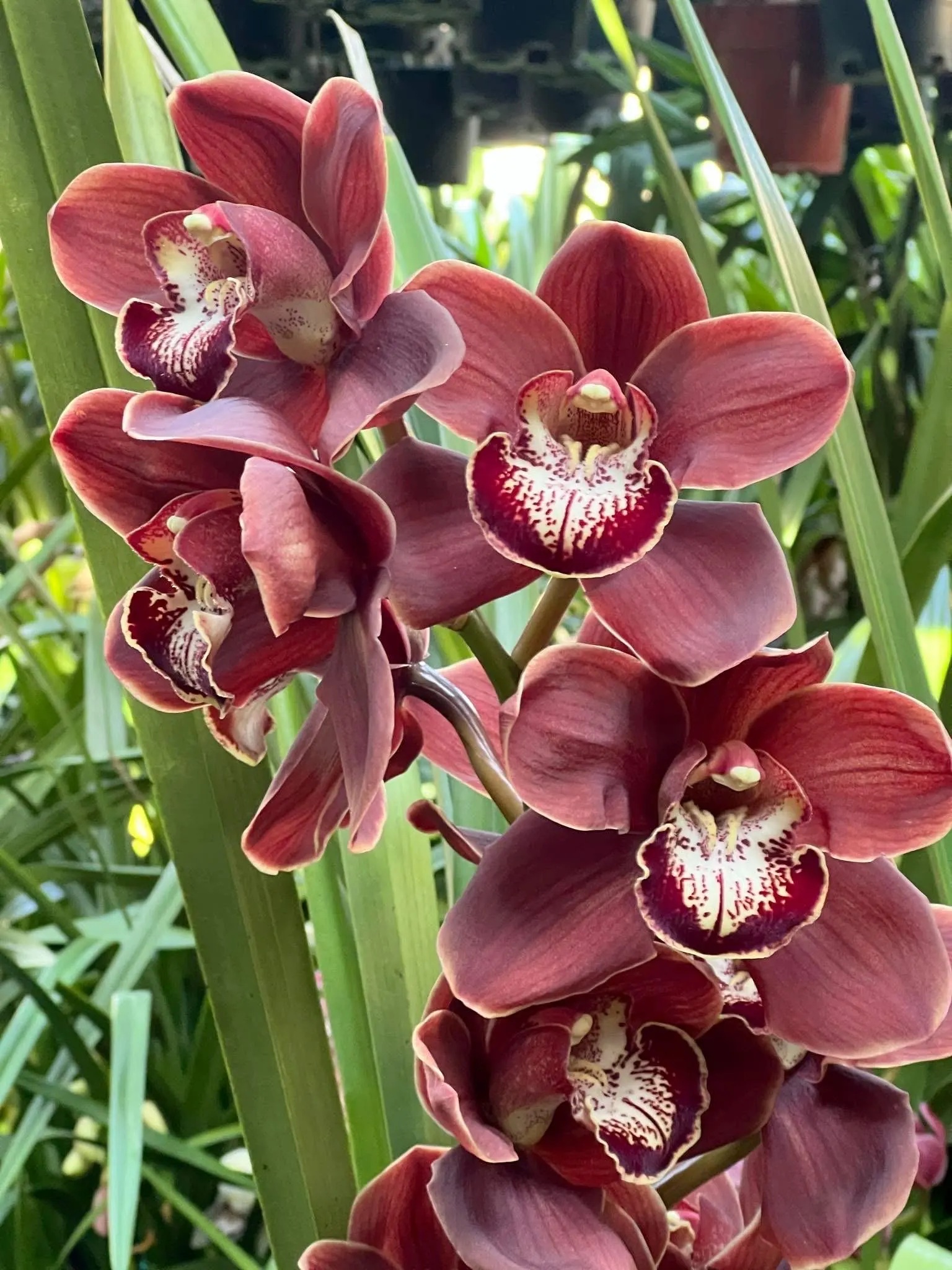Cymbidium Khan Wall 'Brown'. - Image 3
