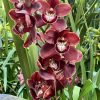Cymbidium Khan Wall 'Brown'. - Image 2